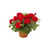 Ateş Kırmızı Sardunya Çiçeği Fidesi 10-20 Cm