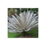 ATLANTE CACTUS Cycas siamensis Miq – Silver Cycad (Gümüş Sagopalmiye) - M Boy (5 -6 cm)