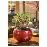 ATLANTE CACTUS Euphorbia Japonica - Nadir Hibrit Kaudisiform Formlu Koleksiyon Bitkisi