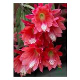 Atlas Çiçeği Kırmızı Renk 15-25Cm (Red Epiphyllum)