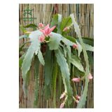 Atlas Çiçeği Pembe Renk 15-25Cm (Pink Epiphyllum)