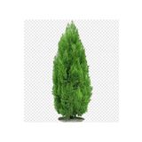 atlas fidan peyzaj ( 40 - 50 Cm ) Mazı Çamı