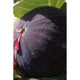 atlas fidan peyzaj Bursa Siyah Incir ( Yediveren ) Fidanı 30-50 Cm )