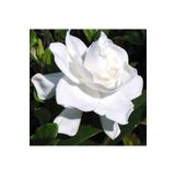 atlas fidan peyzaj Gardenya ( Kokulu ) Parfüm Çiçeği Fidanı ( Tüplü )