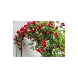 atlas fidan peyzaj Kırmızı Kokulu Sarmaşık Gül Fidanı (YEDİVEREN - TÜPLÜ) 100 Cm