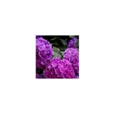 atlas fidan peyzaj Mor Ortanca Çiçeği Fidanı 10-20 cm