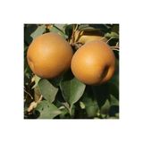 atlas fidan peyzaj Naşi - Japon Armut Fidanı Aşılı ( Tüplü 80-100 Cm )