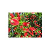 atlas fidan peyzaj TÜPLÜ 50-100 CM Fırça Çalısı Çiçeği Fidanı