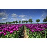 Atlas Hobi 50X65 cm Hı Stone 5d Elmas Boncuk Taş Işleme Mozaik Goblen Kit