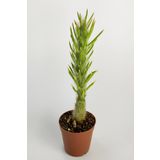 Austrocylindropuntia Subulata Nadide Kaktüs Özel Tür Kaktüs Nadir Kaktüs 5.5 cm Saksıda