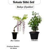 Avantajlı 2'li Kokulu Bitki Seti Filbahri (Philadelphus)+Mor Salkım Çiçeği Sarmaşık