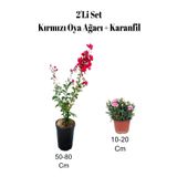 Avantajlı 2'li Set Kırmızı Oya Ağacı Fidanı Karanfil Dış Mekan Bitkisi