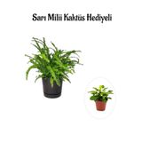 Avantajlı Aşk Merdiveni Çiçeği Sevgililer Gününe Özel Sarı Milli Kaktüs