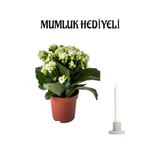 Avantajlı Beyaz Kalanşo (Kalanchoe) Çiçeği Mumluk Sevgililer Günü Hediyesi