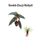 Avantajlı Çiçekli Çilli Begonya Çiçeği Sevgililer Gününe Özel Kurdele Çiçeği