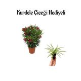 Avantajlı Kırmızı Renk Bodur Zakkum Fidanı Sevgilier Gününe Özel Kurdele Çiçeği