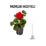 Avantajlı Kırmızı Renk Saradunya Çiçeği Sevgililer Gününe Özel Mumluk