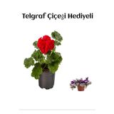 Avantajlı Kırmızı Sardunya Fidanı Sevgililer Gününe Özel Telgraf