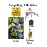 Avantajlı Kokulu Kartopu Çiçeği Mor Salkım Ağacı Fidanı Buz Çiçeği Peyzaj Seti