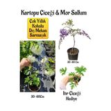 Avantajlı Kokulu Kartopu Çiçeği Mor Salkım Ağacı Fidanı Itır Çiçeği Peyzaj Seti