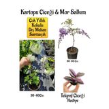 Avantajlı Kokulu Kartopu Çiçeği Mor Salkım Ağacı Fidanı Telgraf Çiçeği Peyzaj Seti