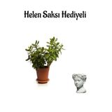 Avantajlı Öğretmenler Gününe Özel Parlak Yapraklı Para Çiçeği Helen Saksı