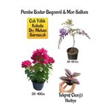 Avantajlı Pembe Bodur Begonvil Mor Salkım Ağacı Fidanı Telgraf Çiçeği Bahçe Peyzaj Seti