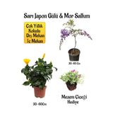 Avantajlı Sarı Japon Gülü Çiçeği Mor Salkım Ağacı Fidanı Mezem Çiçeği Peyzaj Seti