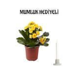 Avantajlı Sarı Kalanşo (Kalanchoe) Çiçeği Mumluk Sevgililer Günü Hediyesi