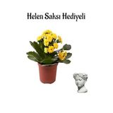 Avantajlı Sarı Renk Kalanşo(Kalanchoe) Çiçeği Sevgililer Gününe Özel Helen Saksı