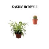 Avantajlı Sarı Yeşil Yapraklı Kurdele Çiçeği Sevgililer Gününe Özel Kaktüs