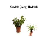 Avantajlı Sevgililer Gününe Özel Parlak Yapraklı Para Çiçeği Kurdele Çiçeği