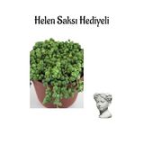 Avantajlı Sevgililer Gününe Özel Tespih-Boncuk Çiçeği Bitkisi Helen Saksı