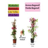 Avantajlı Ürün Kırmızı Pembe Begonvil Buz Çiçeği