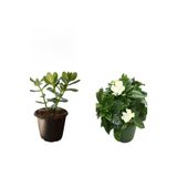 Avantajlı Ürünler 3'lü Set Para Çiçeği Gardenya Çiçeği Itır Çiçeği