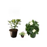 Avantajlı Ürünler 3'lü Set Para Çiçeği Gardenya Çiçeği Mezem Çiçeği