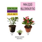 Avantajlı Ürünler 3'lü Set Para Çiçeği Kırmızı Milli Dikenler Tacı Mezem Çiçeği
