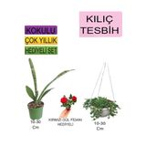 Avantajlı Ürünler 3'lü Set Tek Dikim Kılıç Askılı Tesbih Kırmızı Gül Fidanı