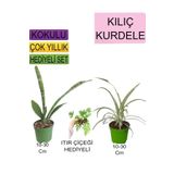 Avantajlı Ürünler 3'lü Set Tek Dikim Kılıç Kurdele Çiçeği Itır Çiçeği