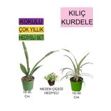 Avantajlı Ürünler 3'lü Set Tek Dikim Kılıç Kurdele Çiçeği Mezem Çiçeği