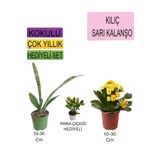 Avantajlı Ürünler 3'lü Set Tek Dikim Kılıç Sarı Kalanşo Para Çiçeği