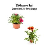 Avantajlı Ürünler Koyu Pembe-Kırmızı Renk Gazanya Çiçeği 2 Adet(10-20Cm) Bahçe Balkon Çiçeği