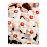 Avantajlı Videolu Beyaz Hoya-Mum Çiçeği 1 Adet 10-20 Cm İç Mekan Ofis Bitkisi(White Hoya)