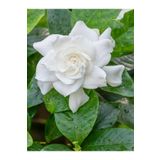 Avantajlı Videolu Yoğun Kokulu 1 Adet Masa Çiçeği Gardenya Fidanı 30-45Cm (Gardeia Flower)