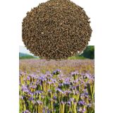 Avrasya Arıcılık Arı Otu Tohumu Faselya 250gr