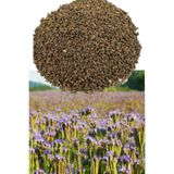 Avrasya Arıcılık Arı Otu Tohumu - Faselya (500 Gr)