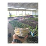 Avuç Şeklinde Taş Orkide Bonsai Ve Aranjman Saksısı