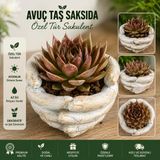 Avuç Taş Saksıda Özel Tür Sukulent Dekoratif Canlı Bitki