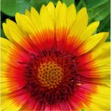 Ay Yıldız (Gaillardia) Çiçek Tohumu 50 Adet