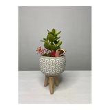 Ayaklı Saksıda Crassula Tasarım - Para Çiçeği